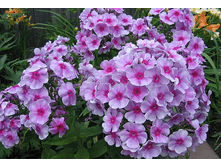 ���������*