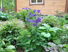 ��������� �����