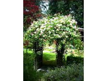 ��������� ��������� 50�