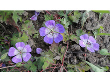 ������ ���� �����