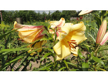 ����� ����������