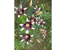 ����� Netty's Pride (�ϣ ����)