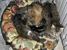  DSC0445.JPG