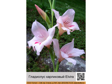 ��������� ���������� Elvira ���� �� 1 �� 12�