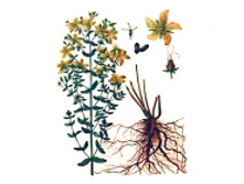 ��������, �����, 50� ������������� ����