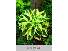 ����� Brim Cup  ���� 127�.00�.