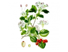 ���������, ������, 50� ��������� ����