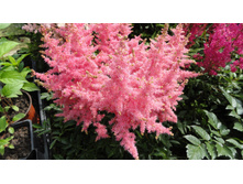 � �������.JPG