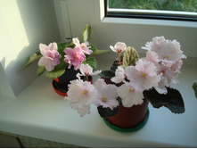 ������ �������