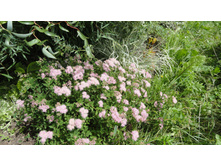 ������ ����