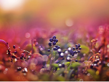 Nature-macro-berries-800x600.jpg