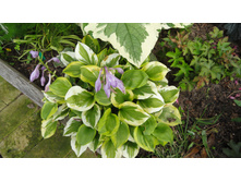 ����� ������� �����