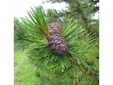 ������� ����� ����� 39+%. � ������� 2 ��.jpg