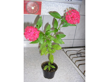 53de99a0b5f38 8906815.p10102261.jpg