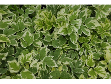 ����� ������������� 20�