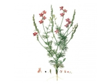 ��������� �������, �����, 50� ������