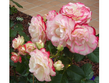 5603e8e7d509f jubile du prince de monaco.jpg