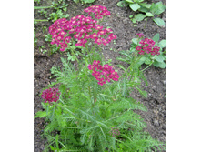 ���. �����. �������� ��������*)