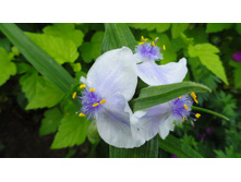 ������������ ������