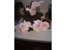 ������ �������