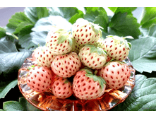 ��������� NEW-60�.png