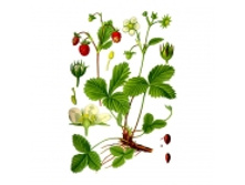 ���������, �����, 50� ��������� ����