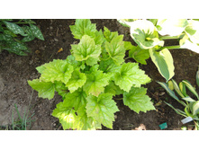 ������� ��������