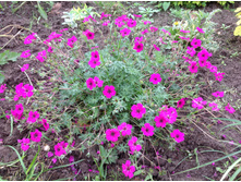 ������ ��������� ������