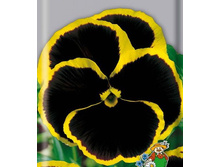 ����� ����������� ����. 12 ���. ������� �� 8 ��. �������� 2 ��..jpg