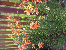 ����� ��������