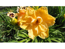 ���� ����.