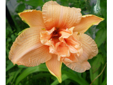 ���� ����(���)