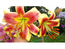 ������ �������