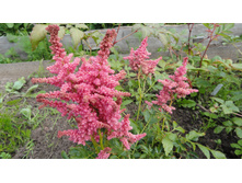 ����� �����.JPG