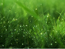 Dew grass-768x10241.jpg
