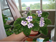 ������ �����������