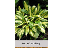 ����� Cherry Berry  127�.00�.