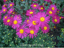 ���������� �������