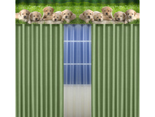 �������� ��������, ���� 1800 ���