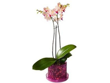 ������ ��� ������� ����