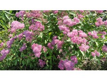 ������ �������