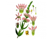 ���������, �����, 100� ������������� ����