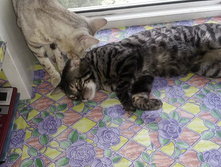 ����� � ����