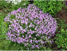 ����� ���������� �������