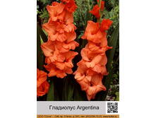 ��������� Argentina  ���� 1 �� 13�.00�.