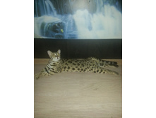 ����� �������))