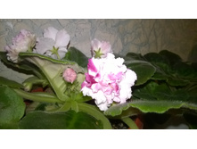 WP 20151010 20 21 13 Pro.jpg