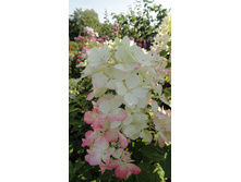 ������ �����