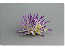 ������� - �������