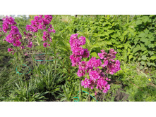 ������ ��������